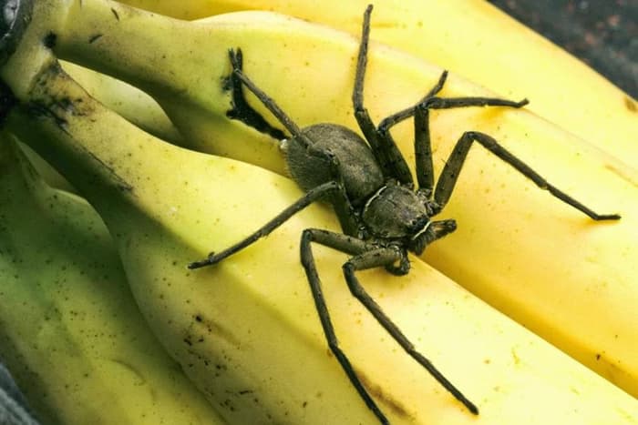 Além do veneno mortal, espécie de aranha pode causar horas de ereção; internautas não perdem a oportunidade de brincar