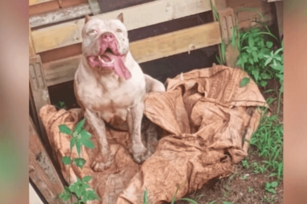 Pit Bull ataca dono e mata três cachorros após surto em Rio Verde (GO)