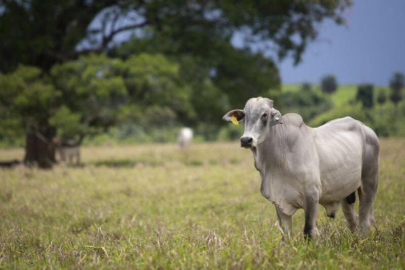 Preços da arroba do boi gordo avançam no Brasil; confira cotações