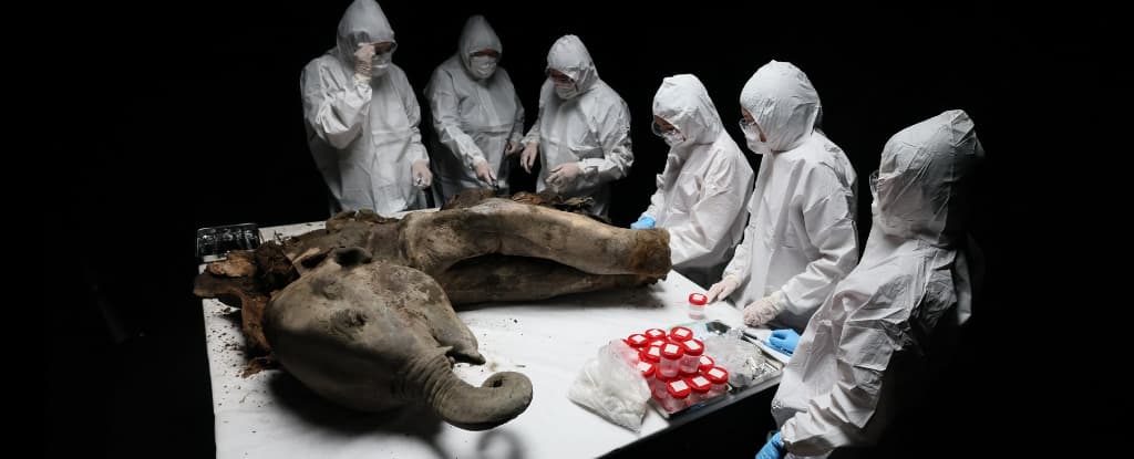 Filhote de mamute com 130 mil anos é dissecado na Sibéria