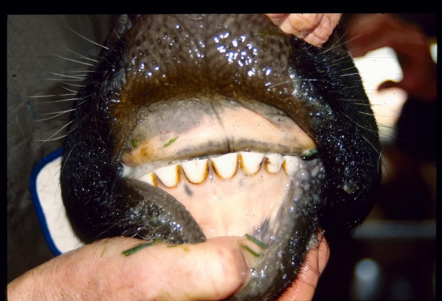 Veja como identificar idade dos bovinos pelos dentes; confira