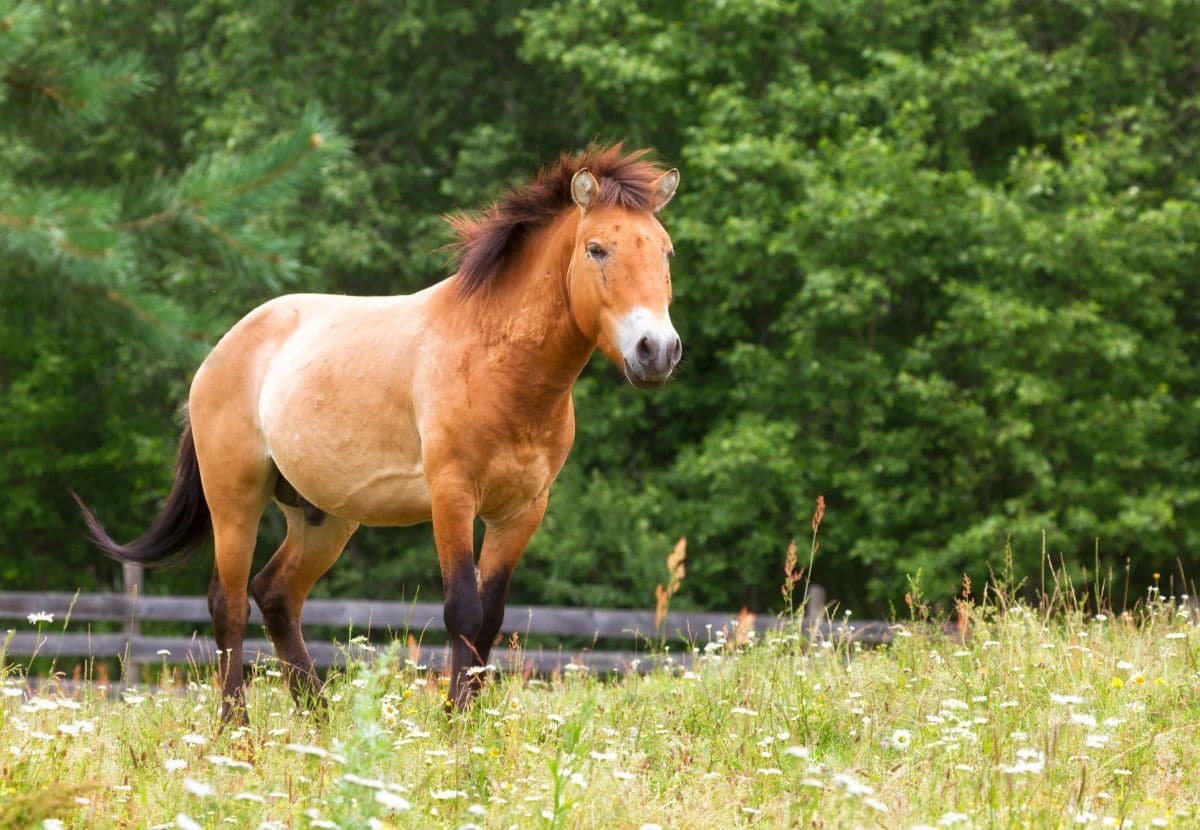 Conheça o cavalo de Przewalski, a última espécie selvagem do mundo