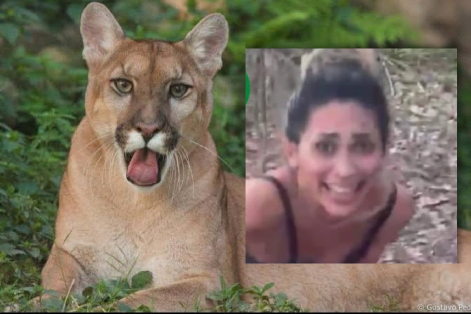 Mulher que matou onça-parda é identificada; vídeo revoltou a internet